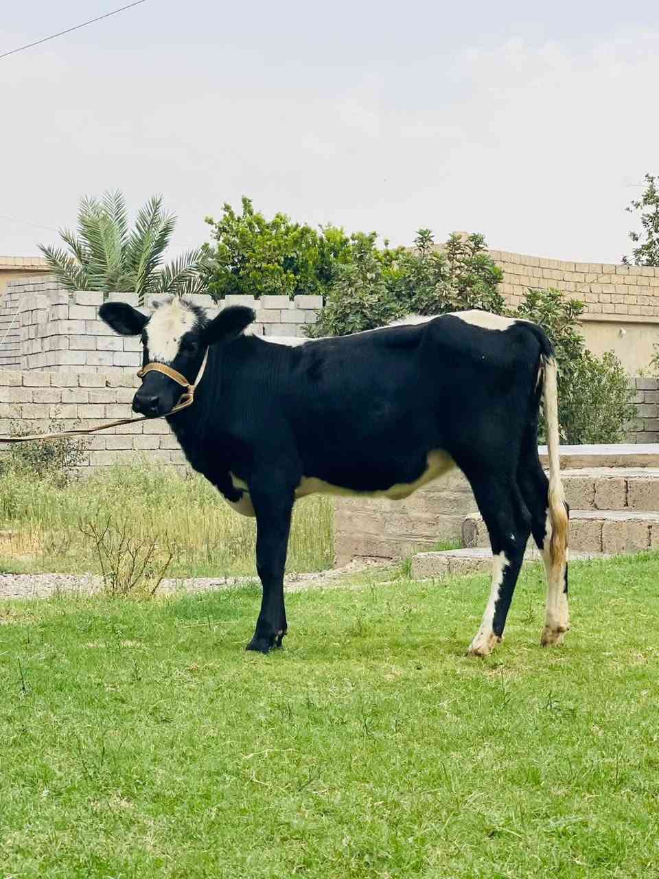 جر زراعي • اصلي • الشرقاط الخضرانيه
