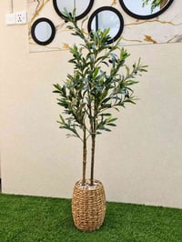 نباتات • اصطناعية • سعفة