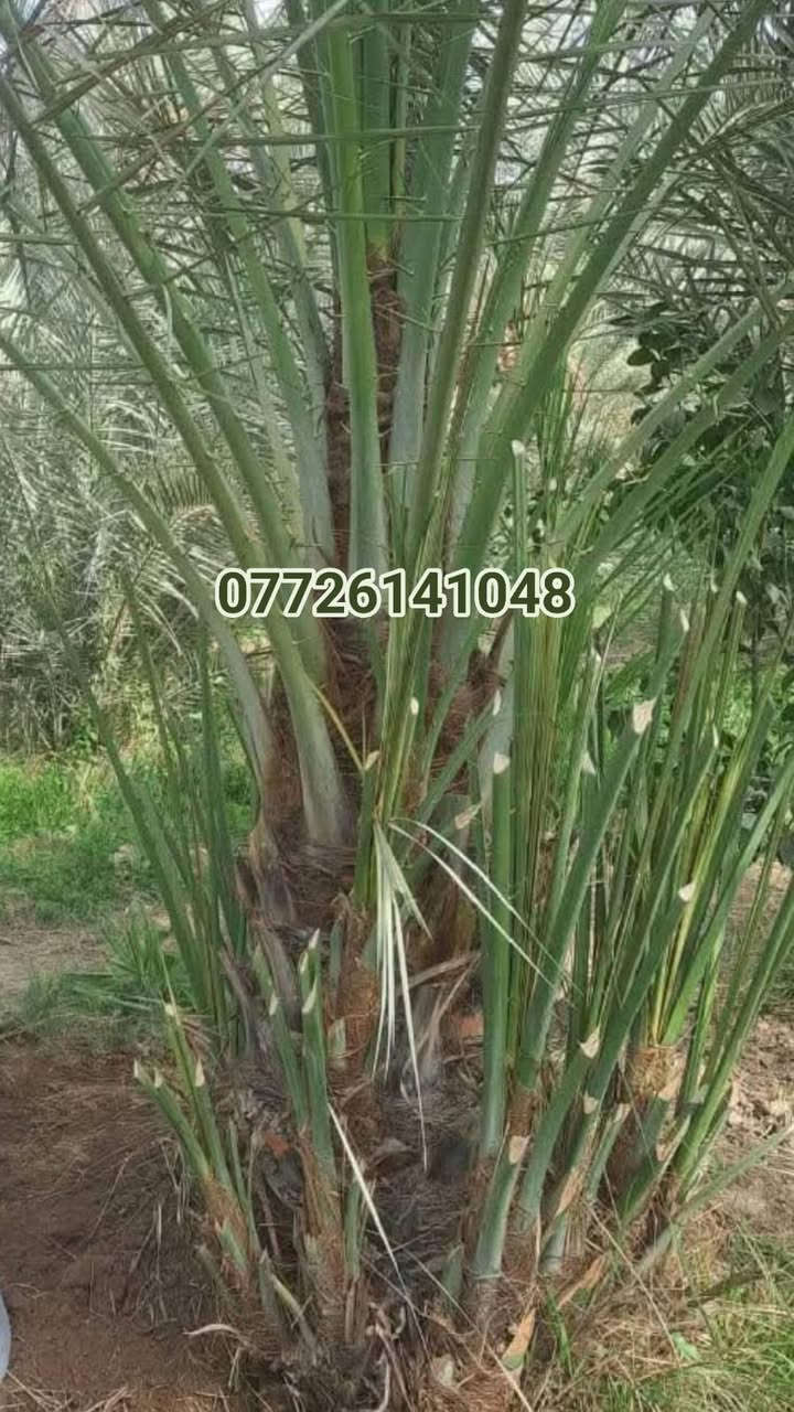 🟥أنواع الفسائل المتوفره استفسار ***********
✅ برحي 🌱 خستاوي.  بريم 🌱 عمران 🌱 تبرزل 🌱 مكتوم 🌱 جمالي 🌱 اشرصي 🌱 بربن   حمراوي 🌱 شكر 🌱 شوثي أصفر ✅
                جبجاب  بلكه حمرت الجبل اصابع العروس 
 مجهول خضراوي.                                        عوينت ايوب
🔶  
🔶 متوفرة بأحجام متعددة حسب الطلب، وتشمل الفسائل للأمهات 

يوجد لدينا كادر متخصص في عمل منظومة تقطير للحدائق والبساتين ودوائر الدولة

يوجد لدينا كدر متخصص في ترتيب  الحدائق المتروكه وتجهيزه 

كادر عمل متخصص لبناء دور الاستراحه بتصميم هندسي
 وحسب الطلب 

💼 جاهزون لتجهيز دوائر الدولة، المشاتل، والمزارع الخاصة والعامة.

للتواصل والاستفسار عن الأسعار 
واتساب ☎️
***********
