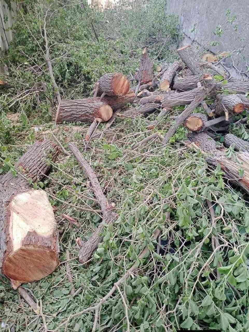 🌴 خدمات تكريب وتنظيف النخيل وقص الأشجار 🌳
✅ تكريب وتنظيف النخيل باحترافية. ✅ ترتيب الحدائق المنزلية وزراعة الثيل الطبيعي النخيل وإزالة المخلفات. ✅ قص وقلع الأشجار التالفة والخطرة. ✅ إزالة الأشجار الكبيرة داخل الدور السكنية بأمان. ✅ إنجاز سريع وأسعار مناسبة.

📍 نخدم الديوانية ونواحيها.

📞 للتواصل: ***********

🌴🌳 حافظ على جمال وحديقتك... واترك العمل لأهل الخبرة.
