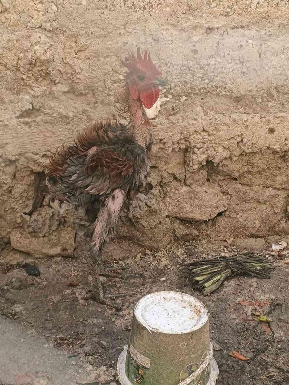ديج مال السنة • للبيع