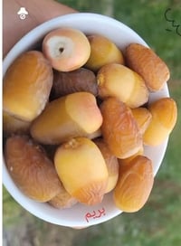 بريم نسيجي • سنتين • ديالى