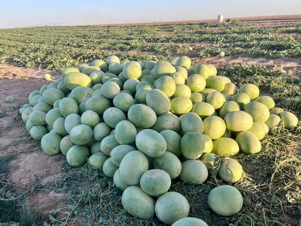 السلام عليكم. ركي البو علي. شرط احمر وشكر. جمله مفرد  الاتصال ع الرقام ***********   ***********
