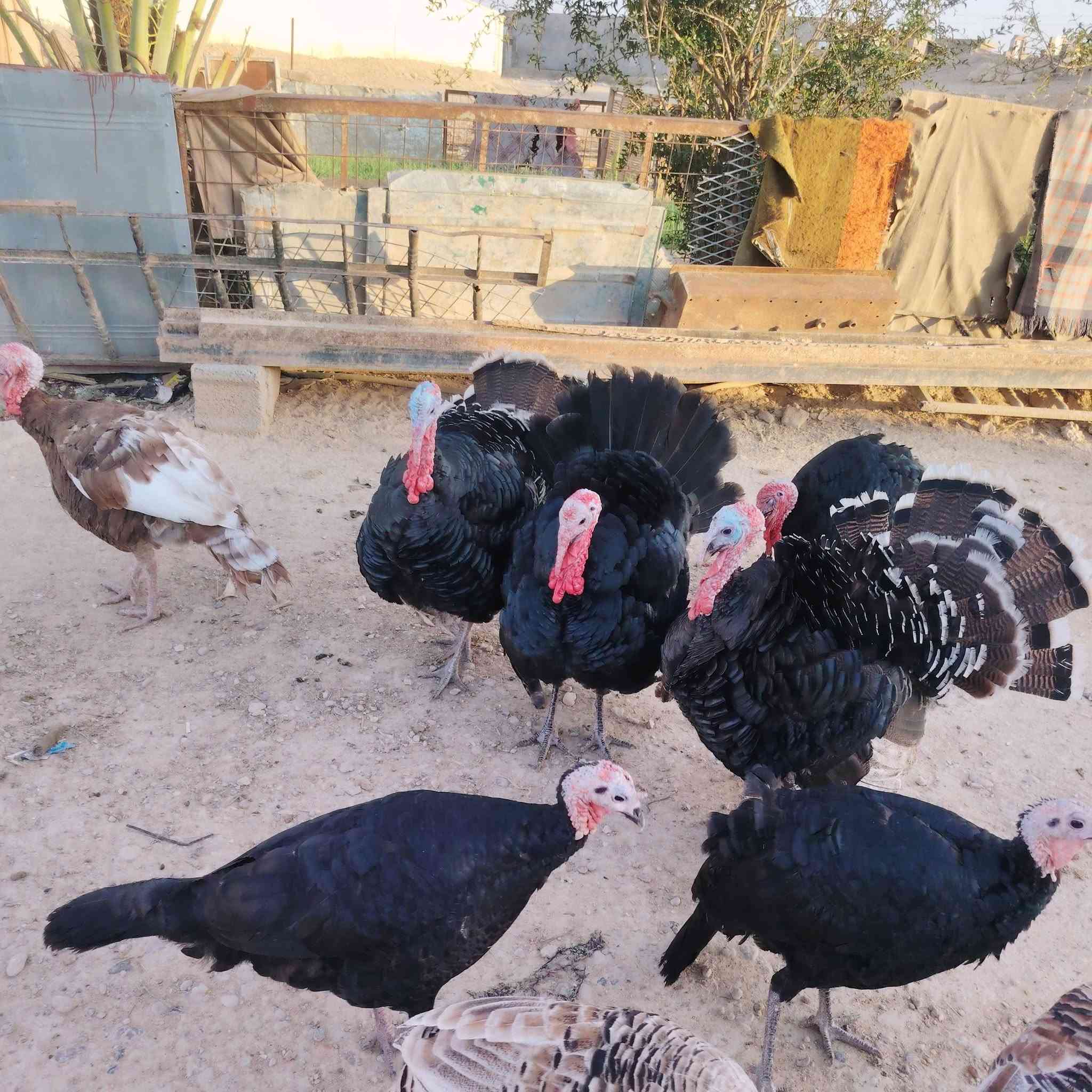 افحل • فسيفس • قابل للتفاوض