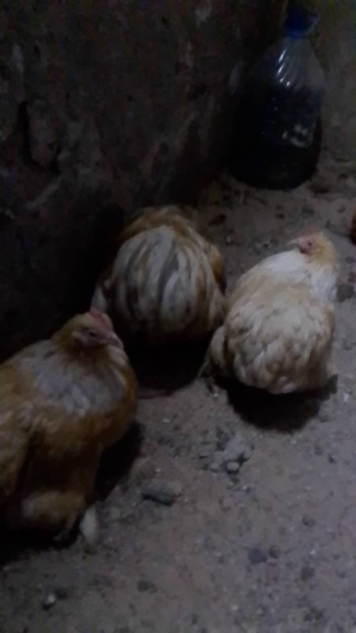 سيت كوشن • كولدن • بصرة براضعية