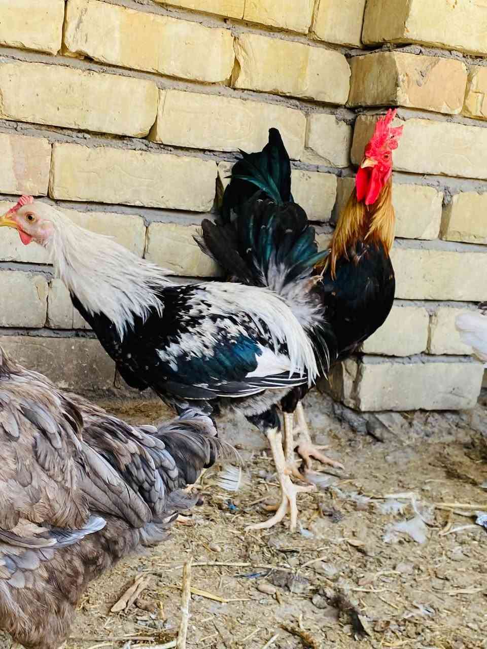 دندراوي • خط اول • ثلجي
