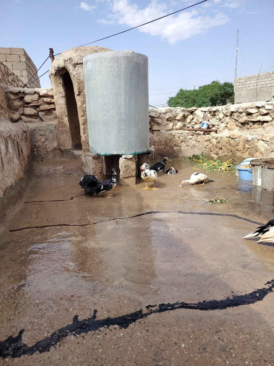بط مصري • طيور