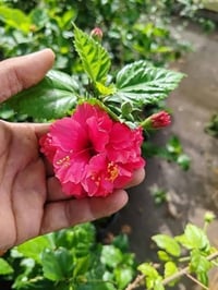 ورد الجمال • ٤قطع • توصيل مجاني