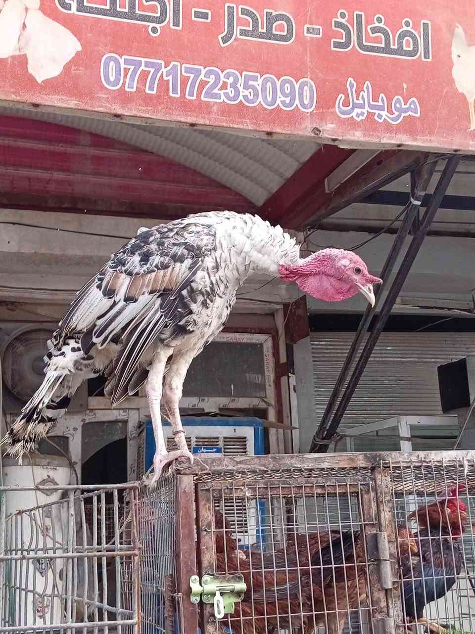 دجاج طازج • محل عمر ديمي • بعقوبة التحرير