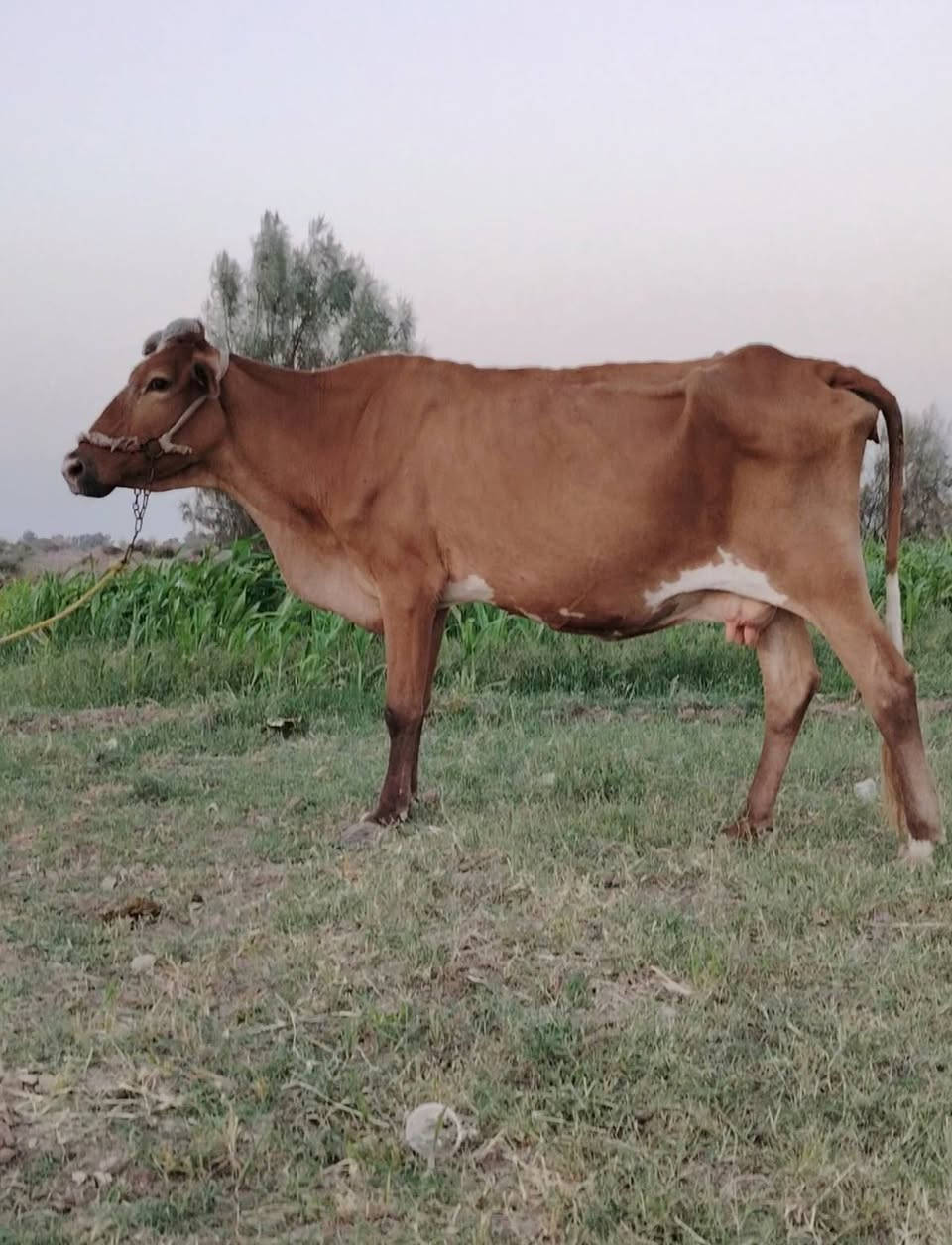 السلام عليكم للبيع العدد 2 مشىروطات شرط الصحاه والنصاحه والجني خشنات مال جني على كل عيب السعر 
 #السوده1400
#والحمراهولنديه1275 المكان بابل
*********** بي واتساب 📞
@
