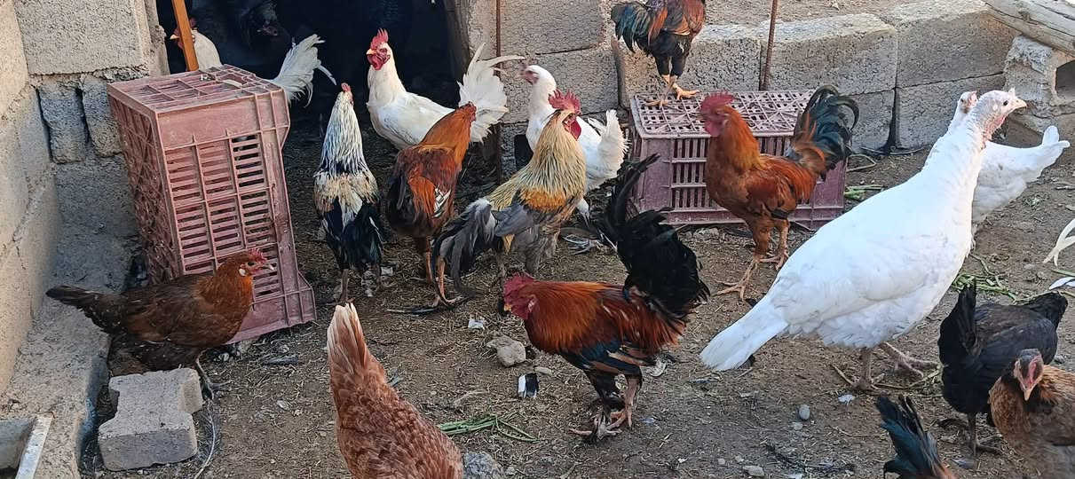 ديوك • فراريج • ناحية العباسي