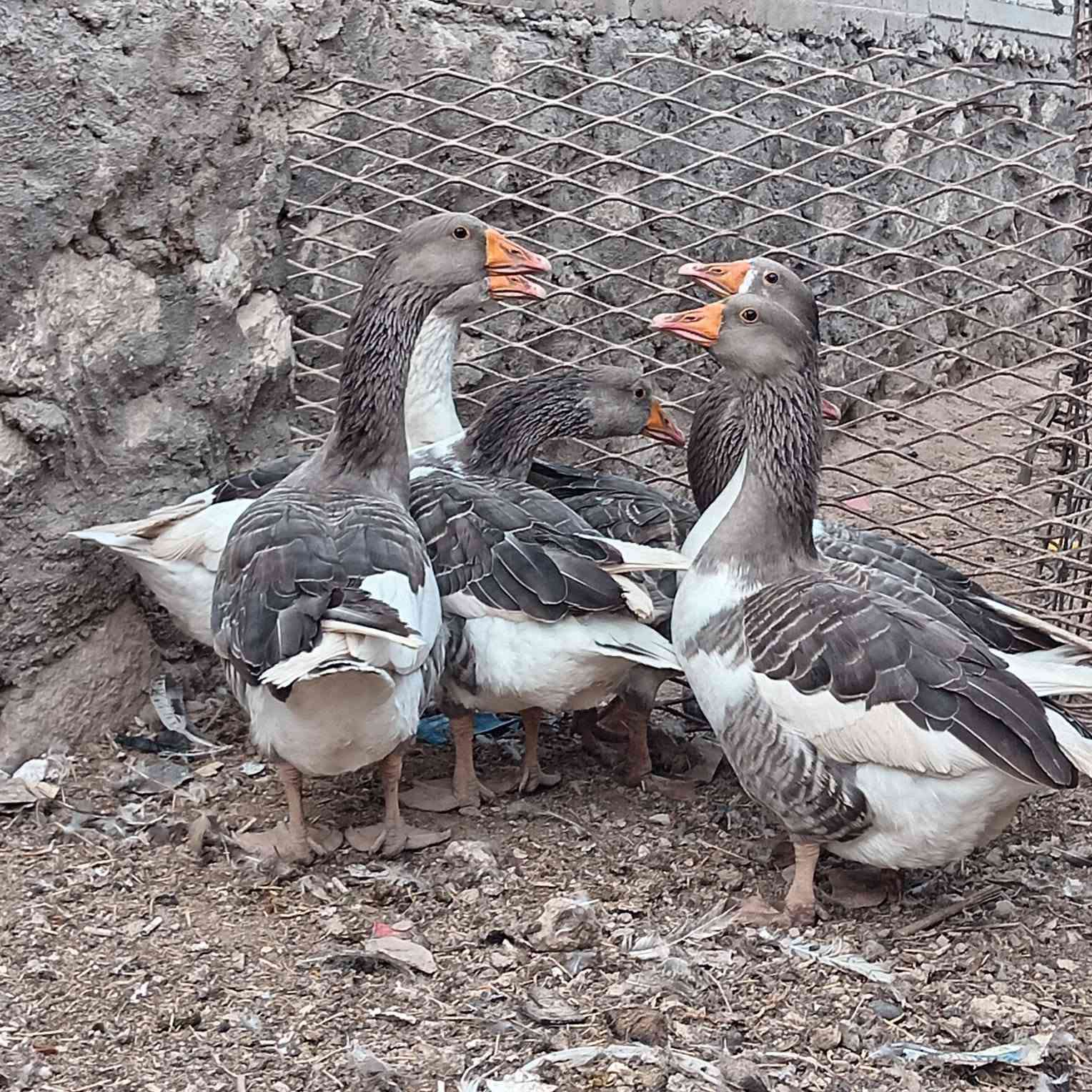 وز عراقي • نضيف • حديثة خفاجية