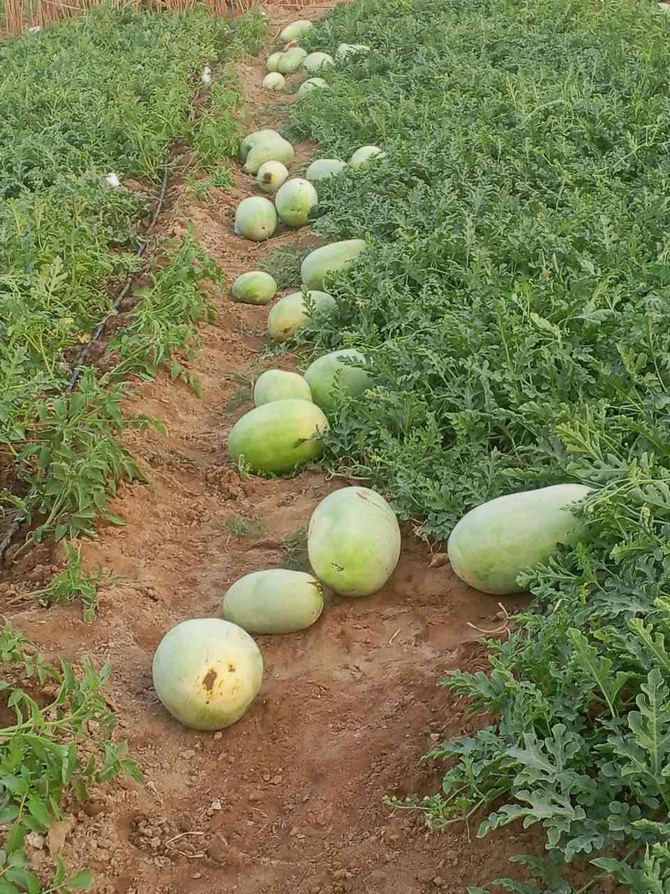 البصرة • ٥٠دونم • ٢ابار