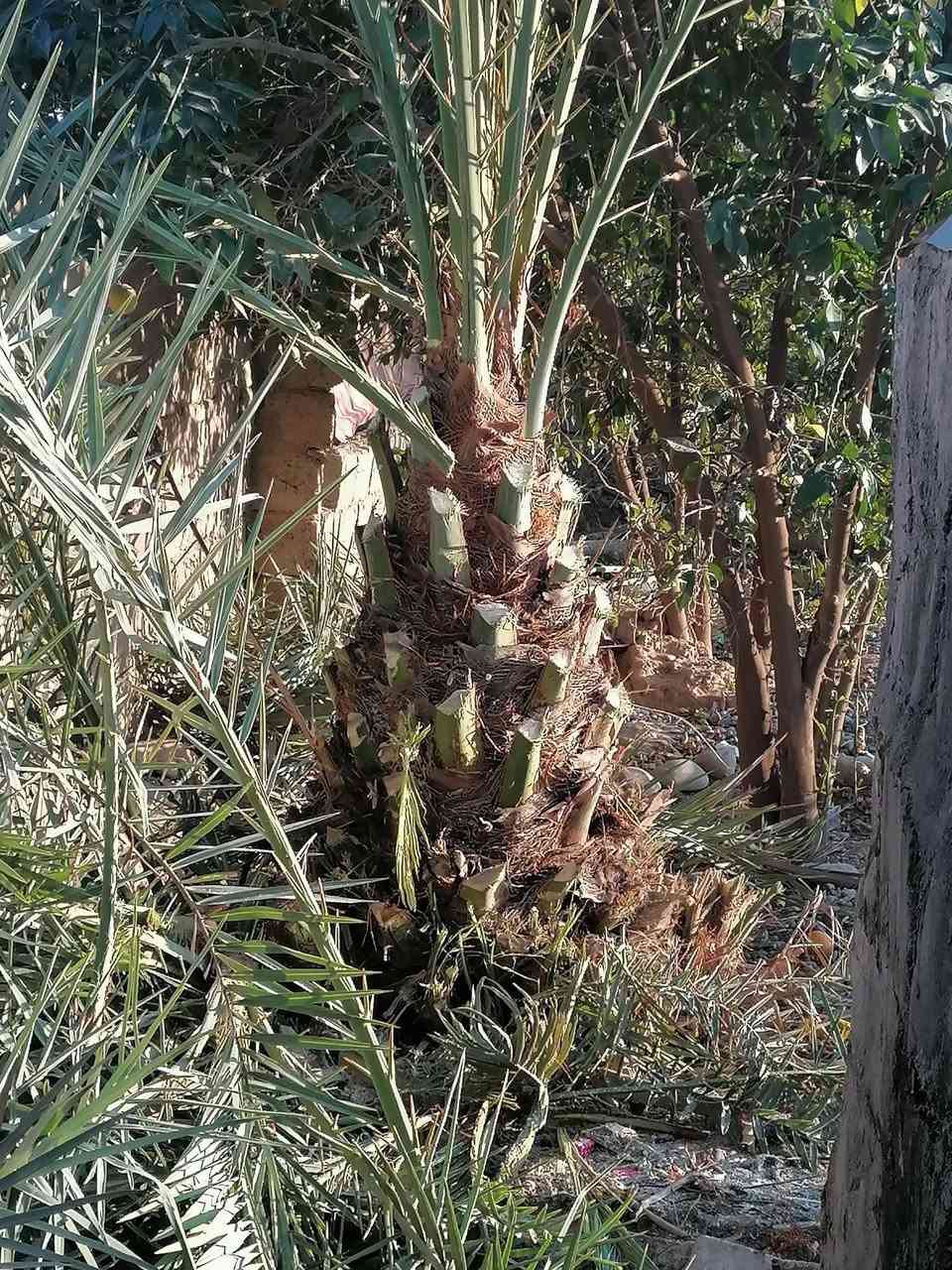 السلام عليكم اي واحد يريد يكص سجره عندو بلحوش اني اكصه مجاني بس اخذ الكرامي والفروع

والي يريد يكص بحساب يخابرني ويدلل *********** او يجي خاص
