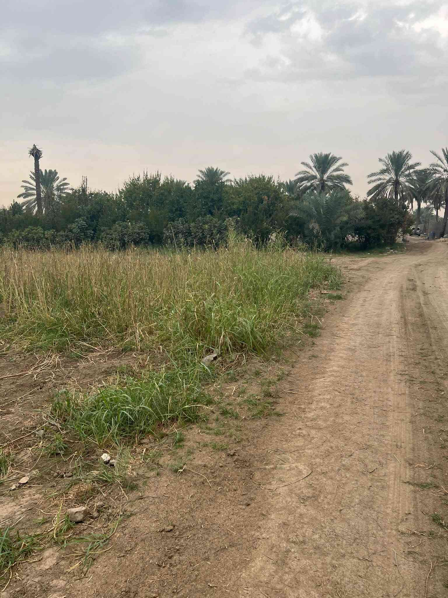 دونم كامل • سند ٢٥ • طابو زراعي