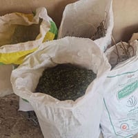 حنة الفاو • قطف هالسنة • ورق ومطحون