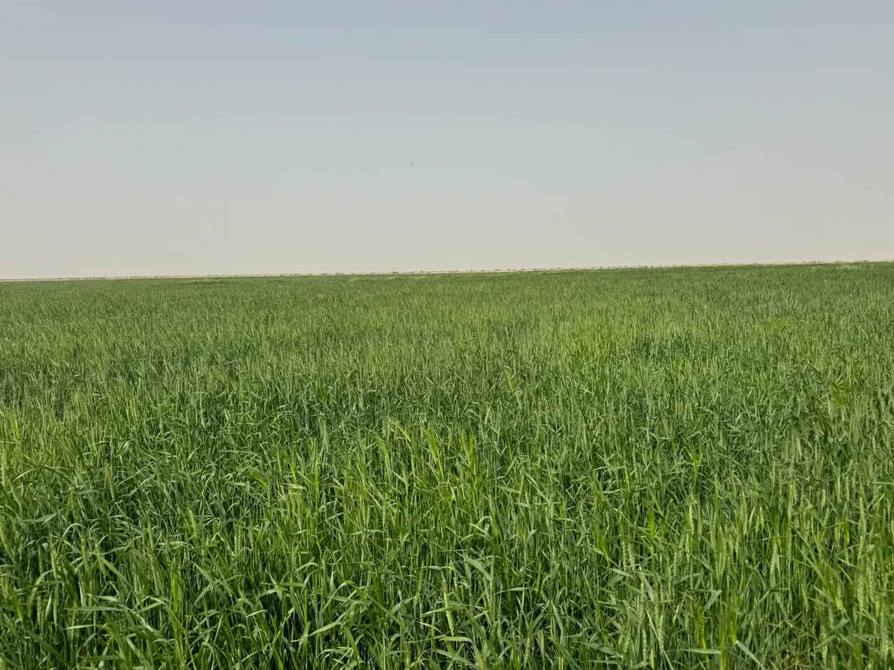 أرض زراعية • ٢٠٠دونم • طريق بغداد