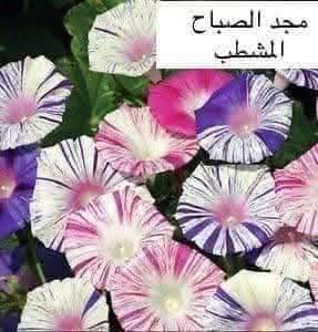 مجد الصباح • بذور وشتلات • السماوه