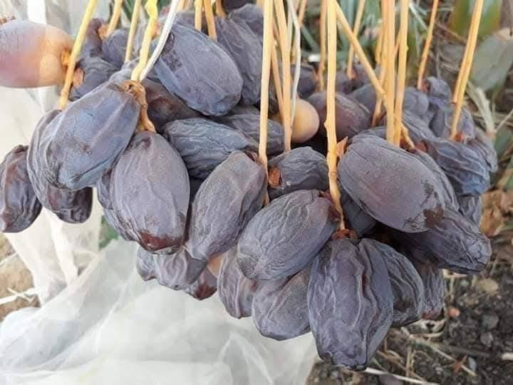 نخيل برحي • مكتوم • توصيل محافظات