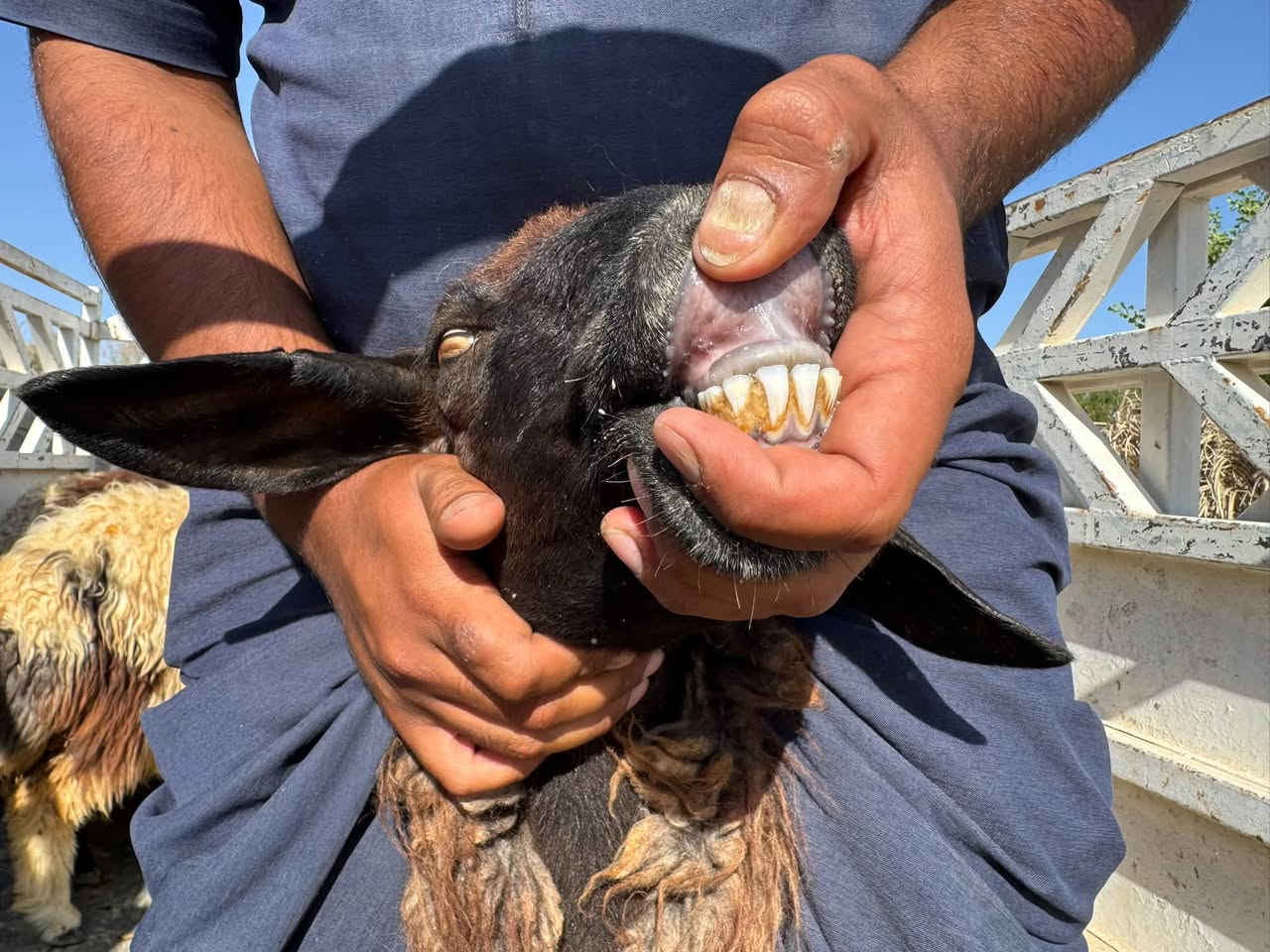 6 ثنايه حيل حلوات مفلولات فول حلال نظيف سعر الزوج 975 المكان حديثه
‭***********‬ بي وتساب
