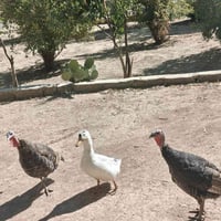 موصل الشلالات • علويات • ثنين كبار