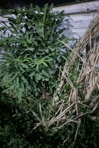 يوجد ارض طابو 25غير مملوك تحويل ثاني يوم موقع بغداد اليوسفيه 15دونم نص...