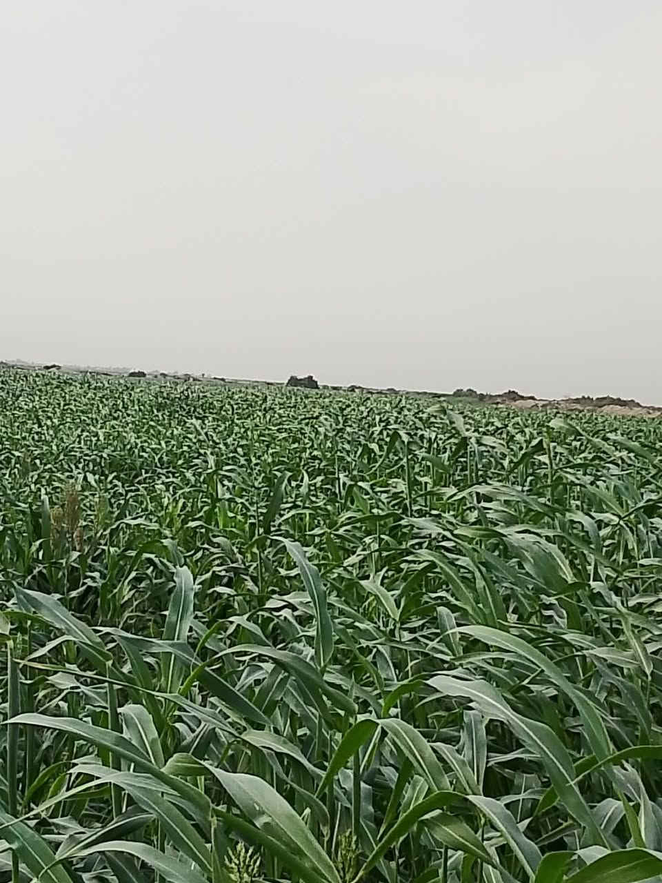الشافعية • ١٥ دونم • أرض