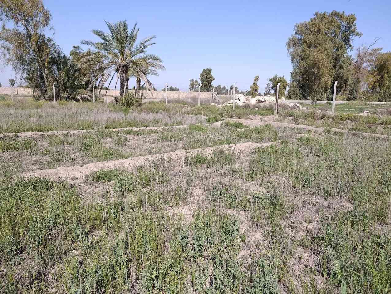 متوفر 3 دونم وربع 
مقاطعه 3/جويبه  مجاور محطه  البوعسل 
عقد 35  تنازل مباشر 
سياج بي ار سي  داير كامل ماء وكهرباء ونخل بيها22 نخله 
  عرضها 43 م ونزال 207 م للبيع 
الاستفسار
  *********** واتساب 
*********** واتساب
