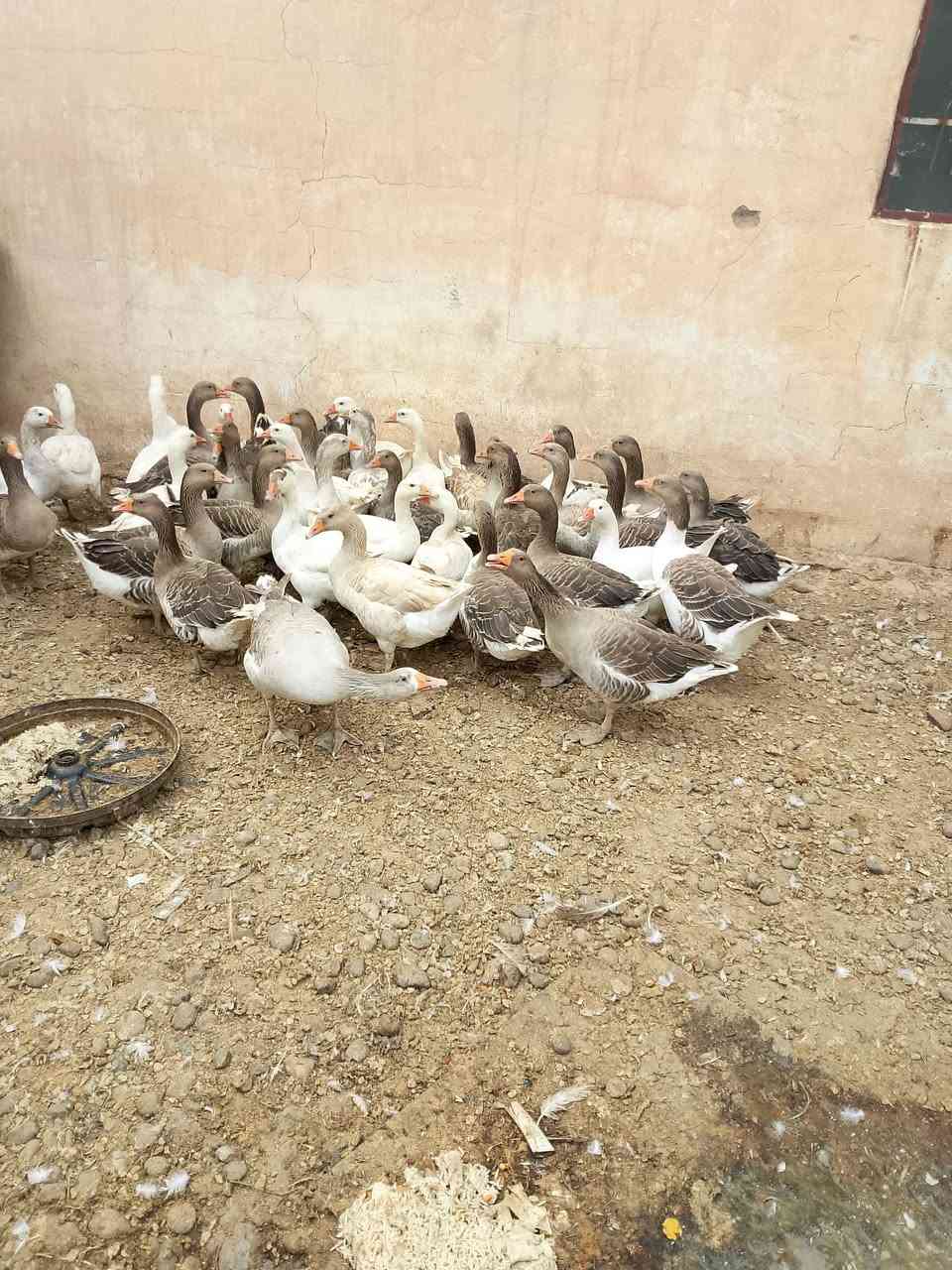 غاز لبيع مال السنه 
*********** 
***********
