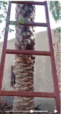 درج حديد • ٦ متار • النصر