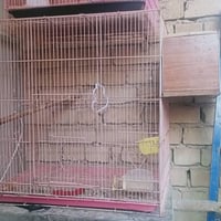 قفص • ٦٠×٦٠×٤٠ • قلعه سكر ماشوشه