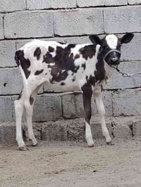 جوز حوليات • أصليات • ٣ أشهر