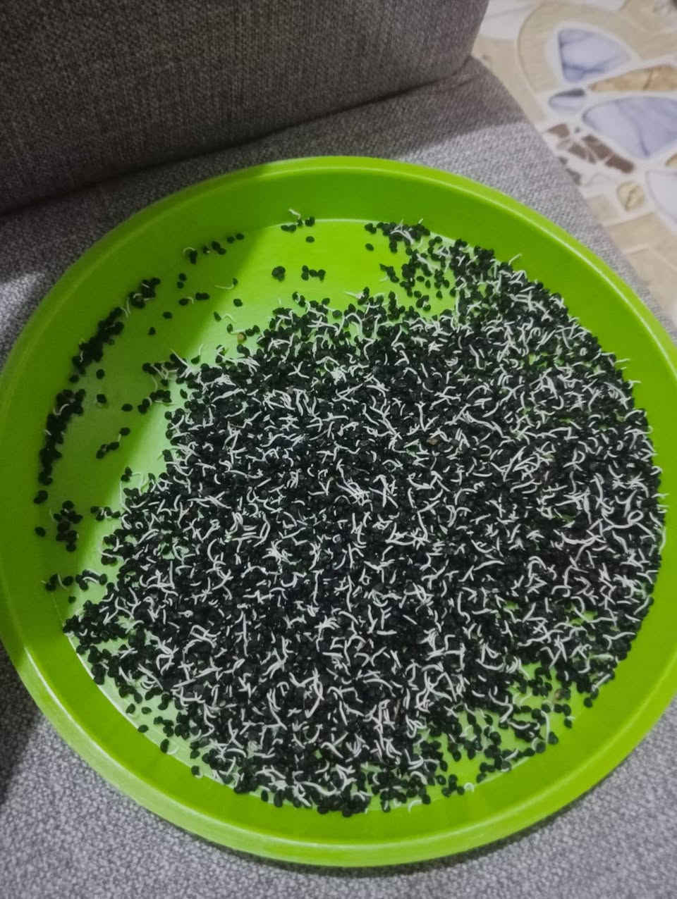 بذور بصل حار البيع بذور متعهد بيها 
***********

