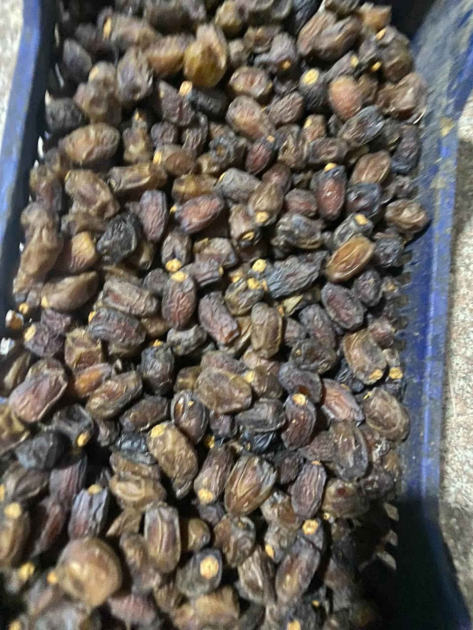 ابريم مالت السنة • ٣ وزنات • الشجيريه