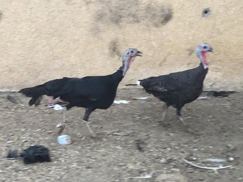 خاصفسات للبيع حلال نضيف فحل حايل هولندي ونثايه بياضات وحده سوده وحده برونزيه معاهن بيض  يريدهن يتصل *********** رقم بي وتساب او يعلق واني ادخله خاص مكاني بغداد الطيفيه
