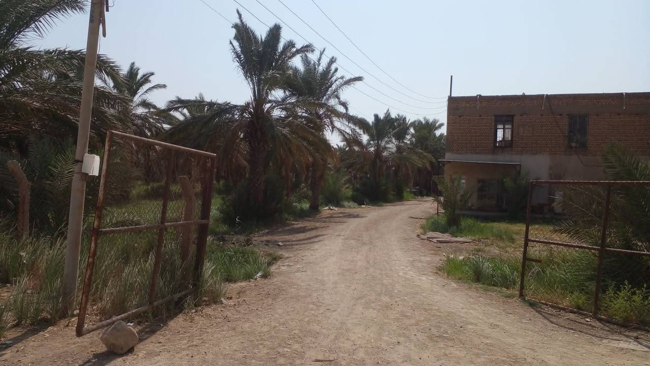 كصيبة الاولى ميسان • ٩ دوانم • ١٠٠٠ نخلة