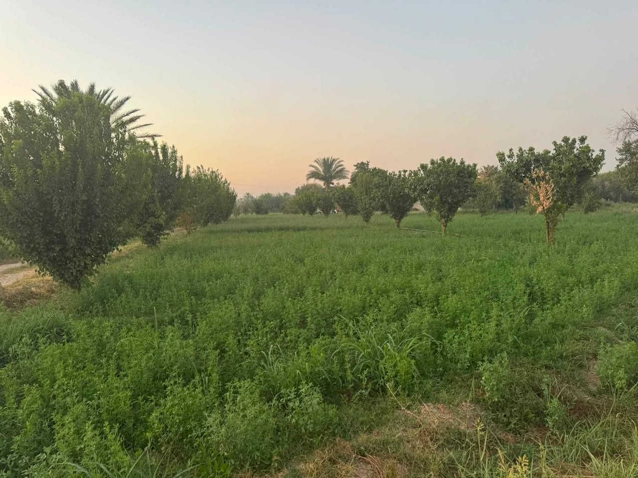 السلام عليكم دونم ونص طابو زراعي شرط التحويل على شارع الجسر الجديد عرض هذا الشارع مال الجسر 30 متر 
مزروعه بستان العام اي بعده جديد المشمش والتفاح مزرعه حلوه متكامله واصل ماء وكهرباء مكان حيل حلو
ويم الشارع مال جسر الجامعه تكريت الجديد 
الشارع محدد بلون الأصفر تريد دونم يرهم تريد دونم ونص يرهم 

الشراي يتصل ***********
