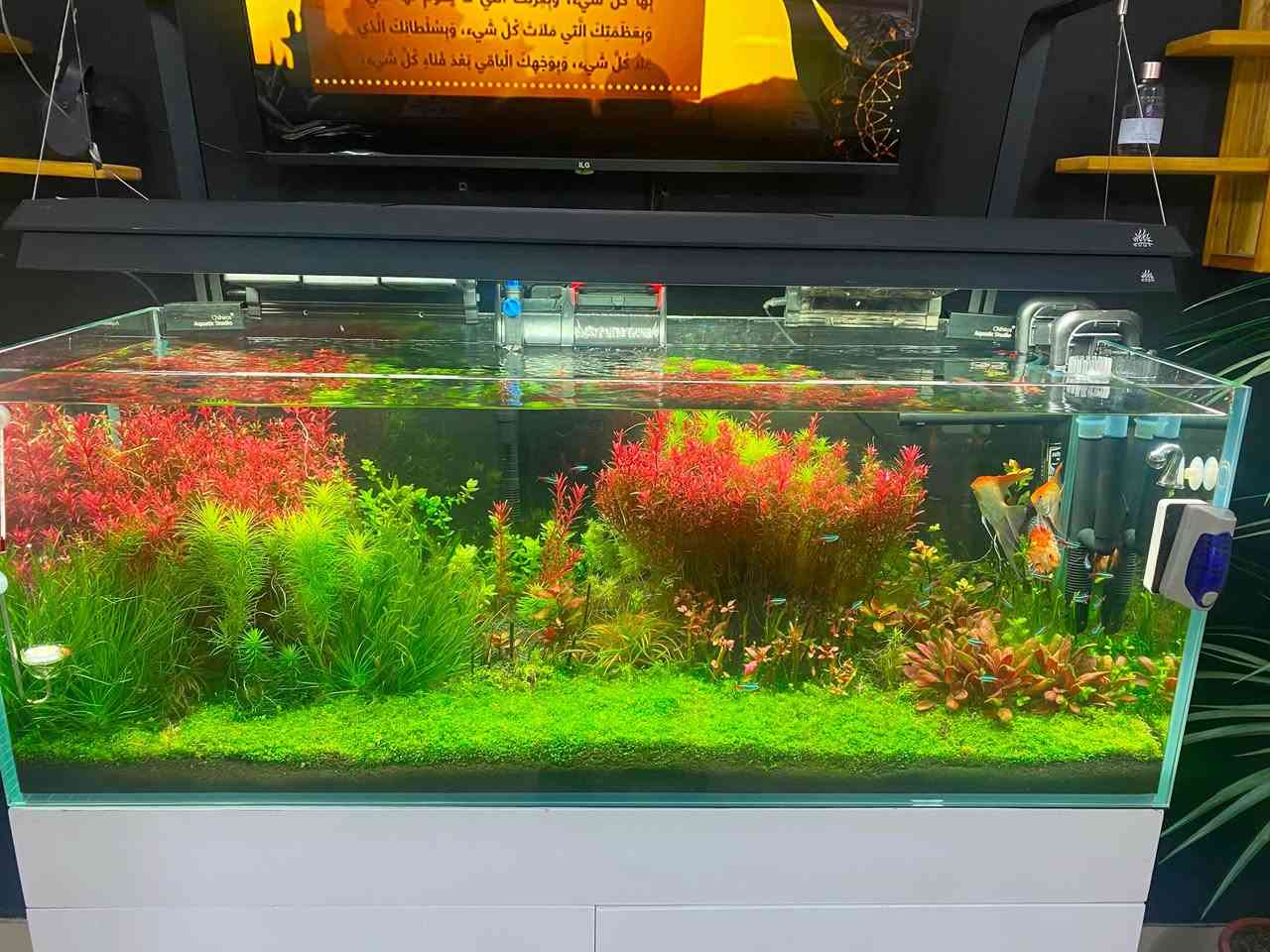 حوض للبيع هايتك كامل مع جميع محتوياته والاسماك 
محتوياته ☑️
1 اناره ويك اكوا p1200 pro  أعلى فئه في الويك أكوا 
2 منظومة غاز 4 L  متكاملة ريكيوليتر مزدوج دفيوزر سل ستيل 
3 فلتر كانستر تيترا ألماني EX1200 
4 حوض سوبر الترا وايت قياس 120 cm مع كابينه اصليه مستورد 
5 تربه ADA ما يقارب 35 لتر 
6 نباتات هايتيك متنوعه بكثافه جداً ممتازة 
☑️العنوان بغداد البلديات 
وايضا مع فلورش اكسل شركة سيكم مع مراوح 
***********
