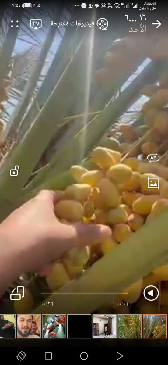 السلام عليكم فسائل نخل شويثي اصفر درجه اولى للبيع سعر الفسيله 8000 قفل العنوان ذي قار قضاء النصر قريه ال كاظم للاستفسار ***********
