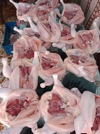 دجاج • سمج • توصيل سماوه