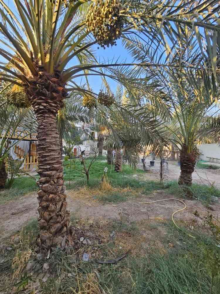 شاليه للبيع – فرصة مميزة في أبي الخصيب
للبيع شاليه بمساحة 1000 متر مربع، طابو ملك صرف مع تحويل مباشر باسم المشتري.
يحتوي الشاليه على:
دار استراحة.
كوخ.
عدد من أشجار النخيل والأشجار المثمرة.
أجواء هادئة ومناسبة للاستجمام وقضاء أوقات العائلة.
العنوان: البصرة – أبي الخصيب – جامع الشهيد.
للاستفسار والاتصال: 📞 *********** البصرة, العراق
