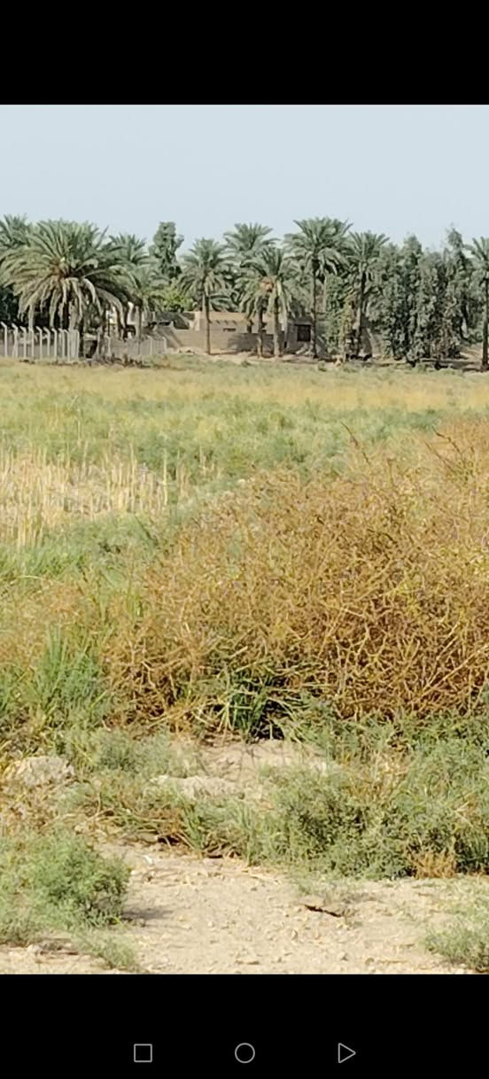 ناحية الدبله • ٦ دونم • طابو زراعي