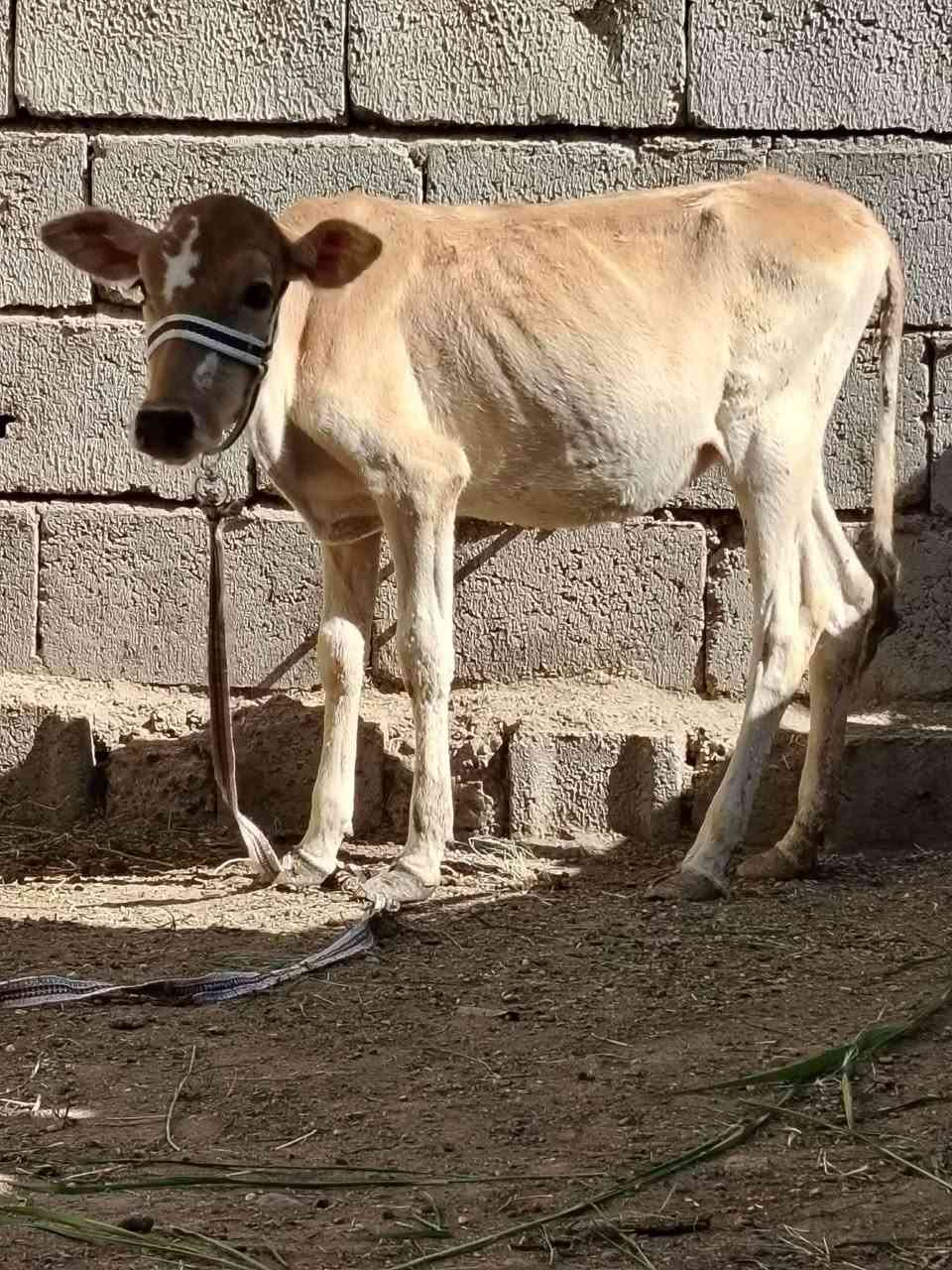 السلام عليكم
للبيع حوليه جنس هولنديه اصليه عمرها ٤ أشهر ترهم ربط وجنيه وشرط النصاحه السعر 780 وبيها مجال قليل الاستفسار الاتصال على الرقم *********** // *********** موجود توصيل حسب الاتفاق
