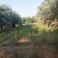 ارض زراعيه • دونم • ٣٠ نخلة