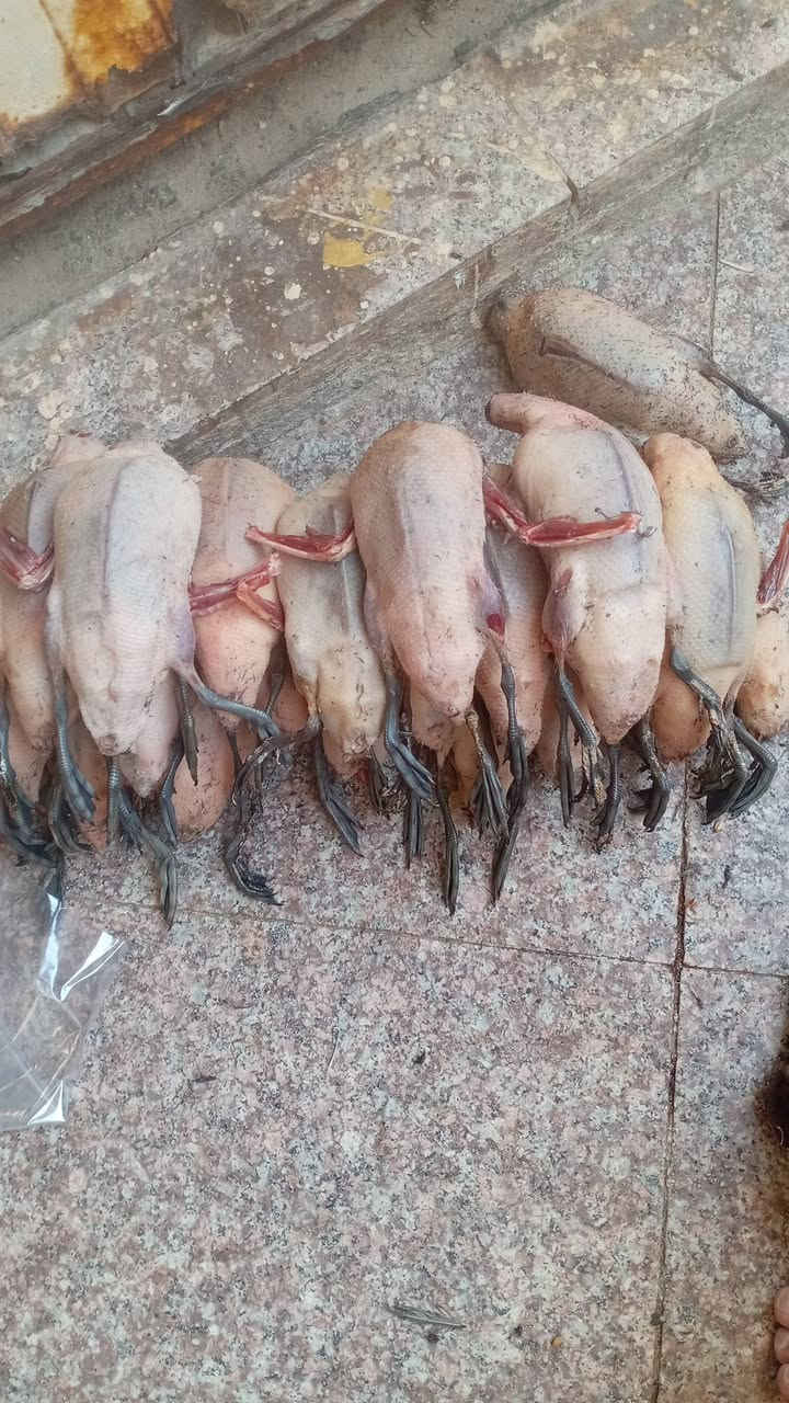 السلام عليكم متوفرة جميع انواع الطيور الحرة منضف وجاهز للجدر للطلب ***********
