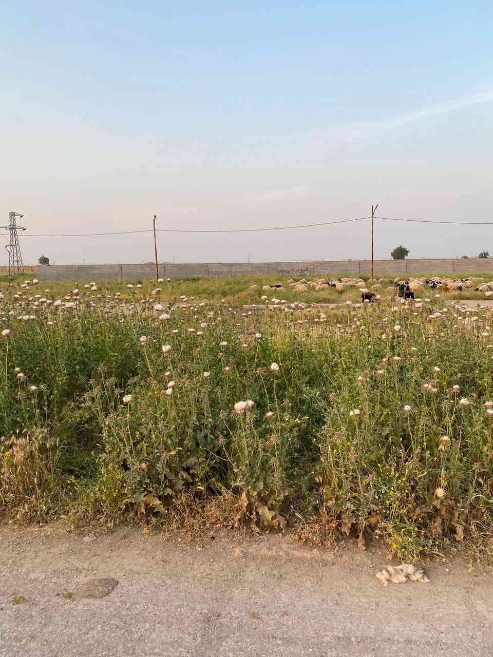 قطعة ٢٠٠ متر للبيع في حي البدر قرب التانكي للاستفسار ***********
