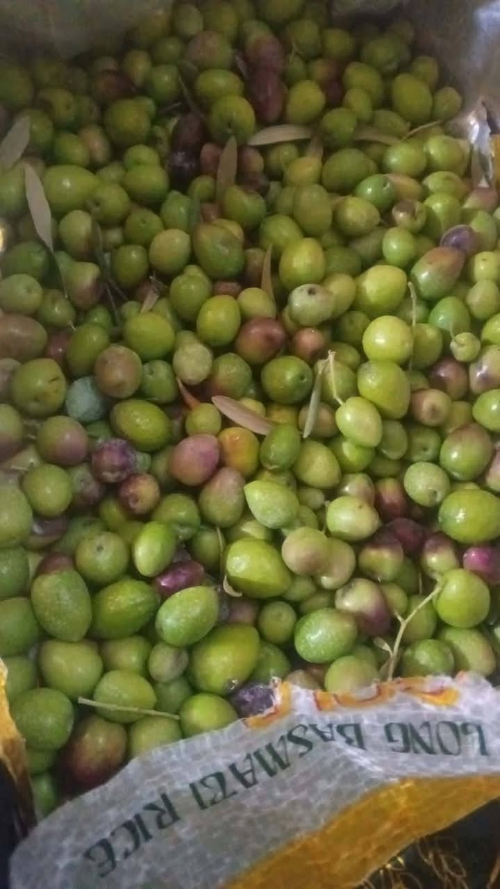 زيتون • ما محيوش • كميات