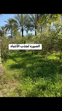 ٧ دونم • بيت مغروسه • حمضيات وفواكه