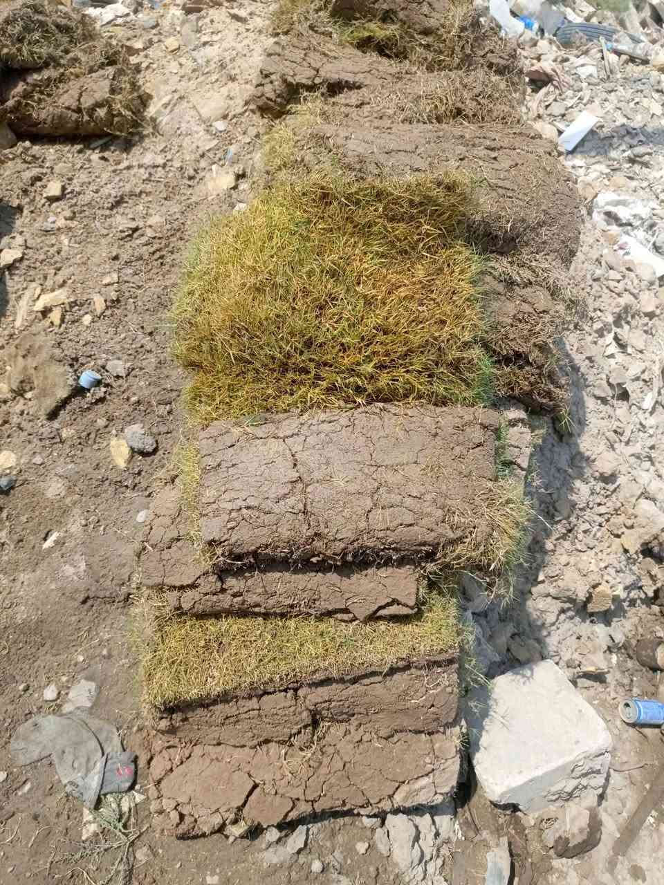ثيل • حدايق • تصفية مشتل