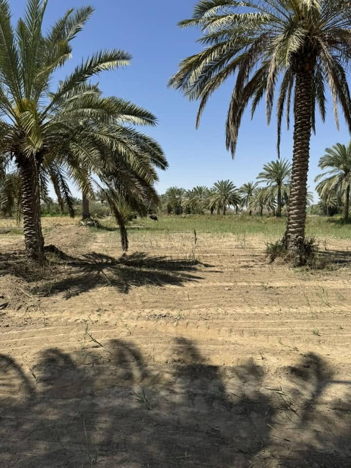 عشط نهر الفرات • ٣دونم • طابو